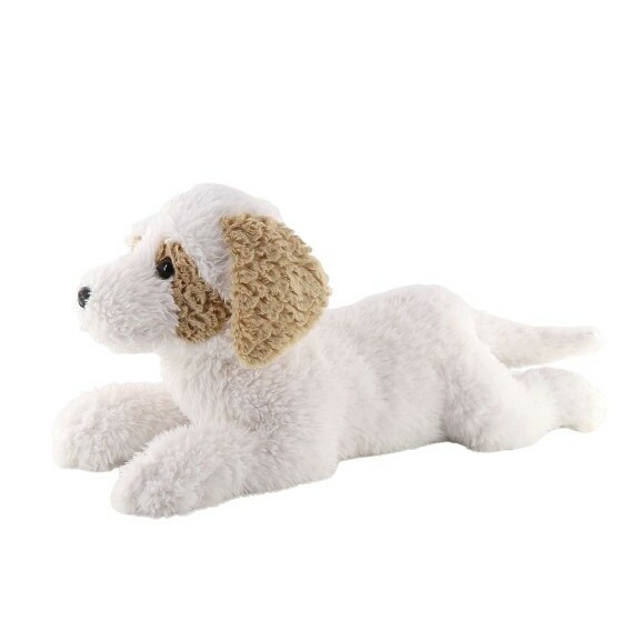 Madej Havanesa Dog lying down 60