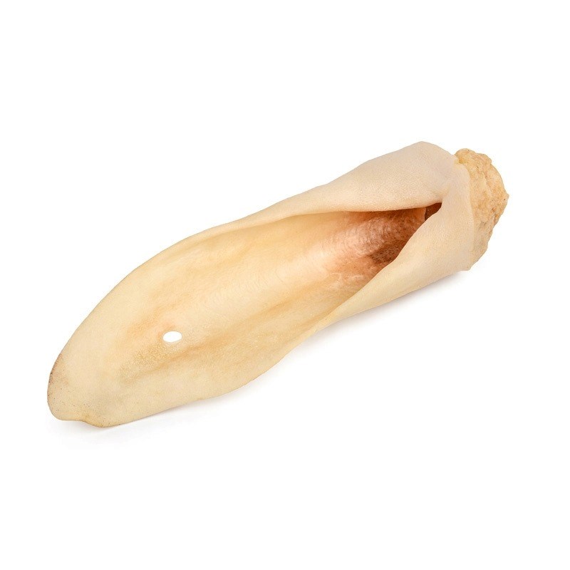 PETMEX White sheep ear Mono –